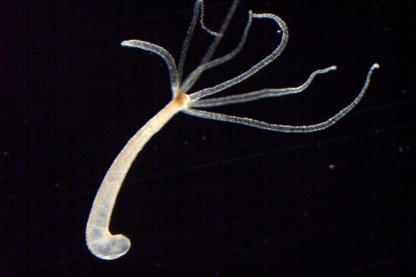 Krab6 at дополнения для игр