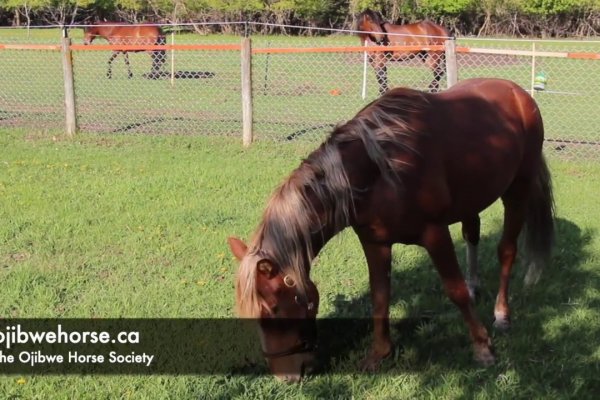 Кракен тор прохождение игр