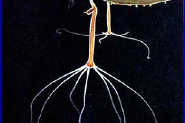 Кракен работает стримы игр