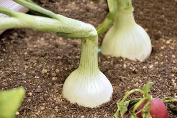 Кракен сайт ссылка стримы игр