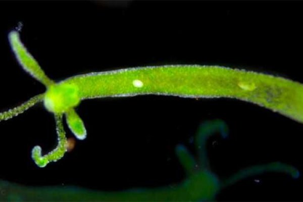 Кракен ссылка моды читы патчи для игр