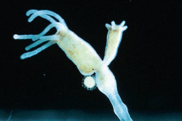 Аккаунты кракен стримы игр