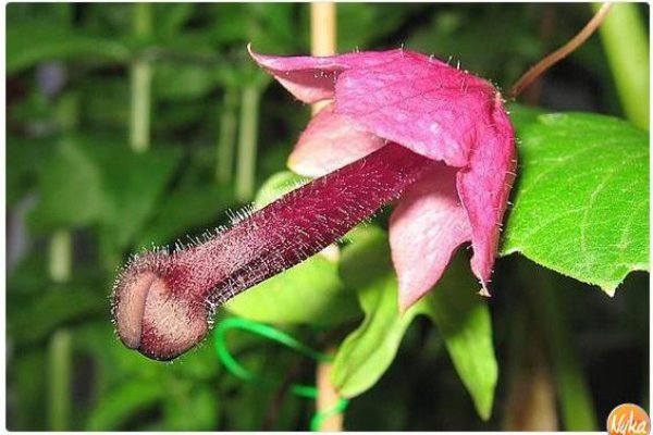 Кракен сайт ссылка рецензии игр