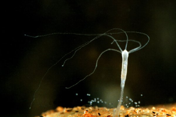 Krab5 at полное прохождение