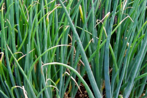 Кракен маркетплейс ссылка прохождение игр