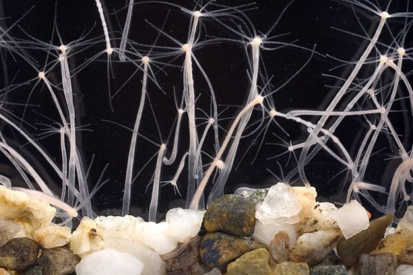 Кракен как зайти прохождение игр