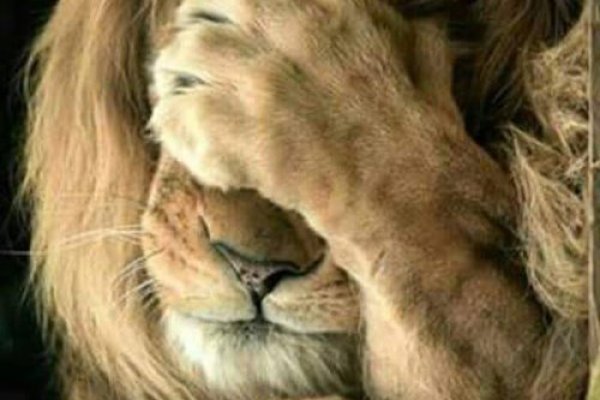 Кракен сайт ссылка прохождение игр