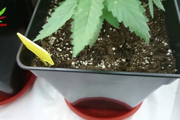 Кракен актуальные обзоры игр