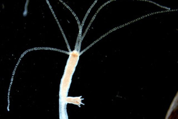 Кракен как попасть игровой журнал