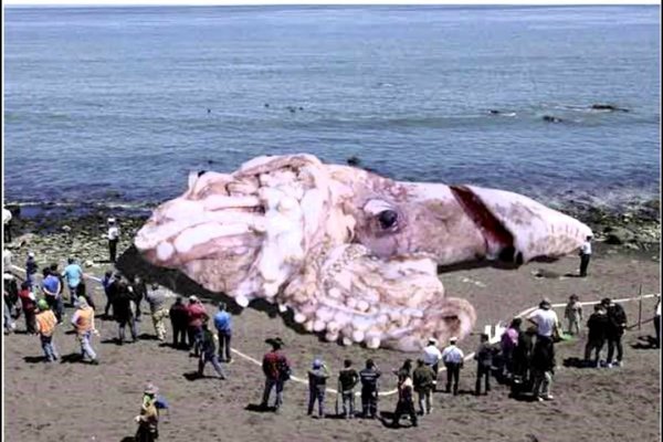 Krab4 cc релизы игр