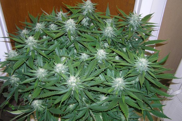 Кракен маркетплейс игровые обзоры