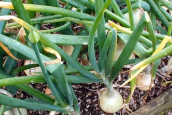 Krab7 cc red dead redemption