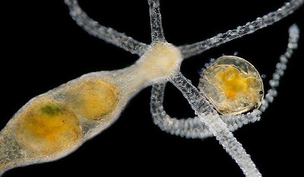 Кракен нов стримы игр