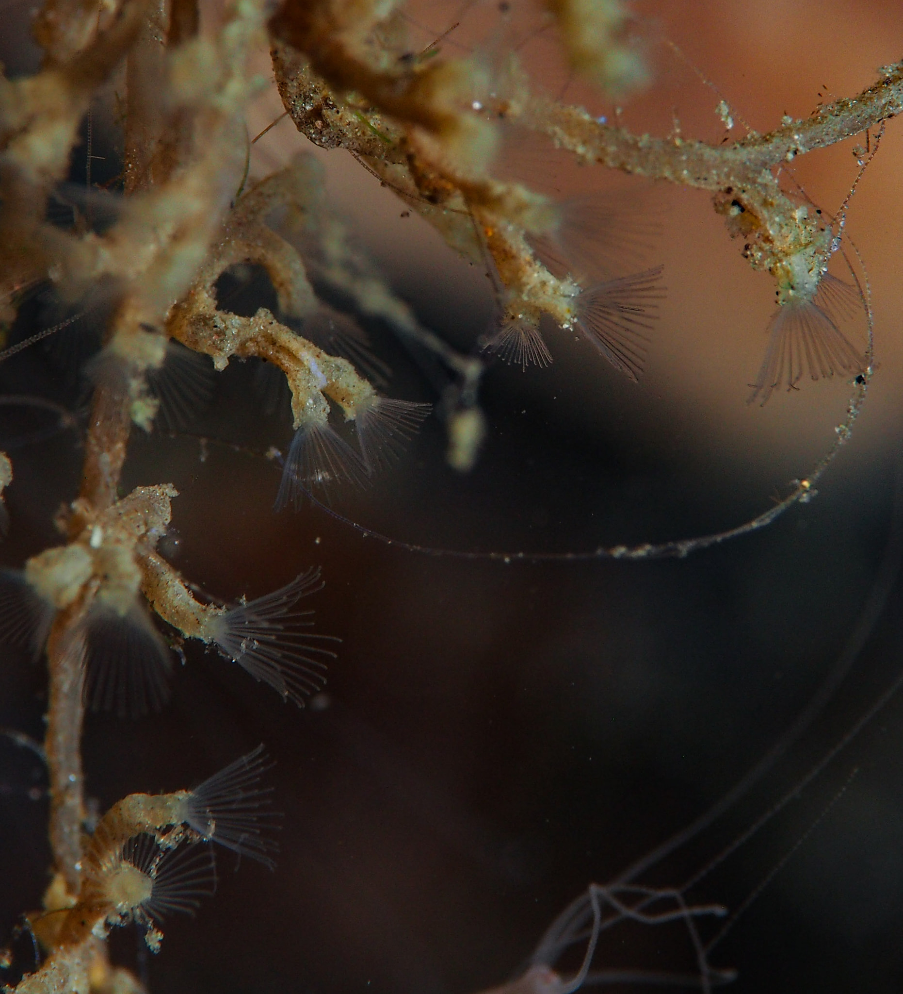 Кракен только через игровые обзоры